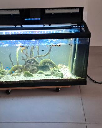 Acquario 80 litri