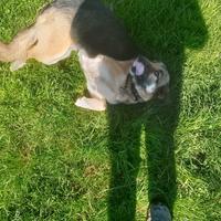 Cucciolo affettuosi