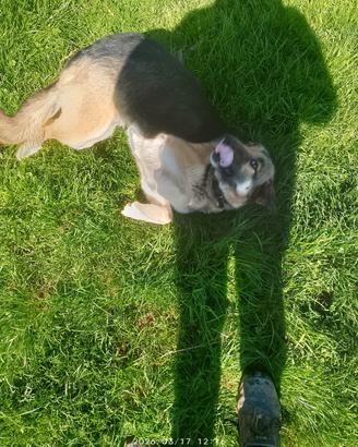 Cucciolo affettuosi