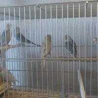 Coppia di Cocorite - (Ivrea)