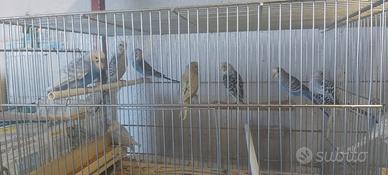 Coppia di Cocorite - (Ivrea)