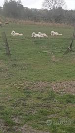 Cuccioli di Maremmano