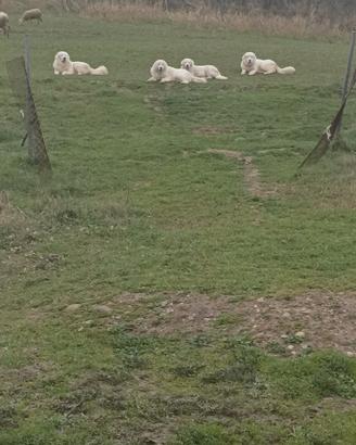 Cuccioli di Maremmano