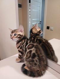 Splendida cucciola di Bengala