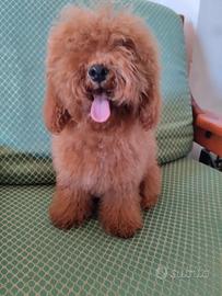 Cane di barboncino