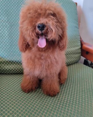 Cane di barboncino