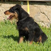 Jagd terrier