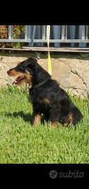 Jagd terrier