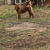 Cane Sharpei