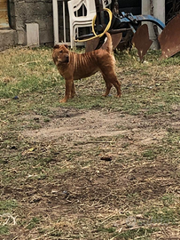 Cane Sharpei