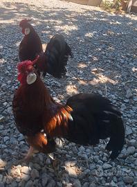 2 galetti razza Bantam