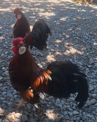 2 galetti razza Bantam