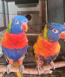 coppia lori arcobaleno più figli