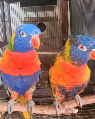coppia lori arcobaleno più figli