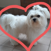 Cane maltese per accoppiamento
