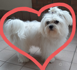 Cane maltese per accoppiamento