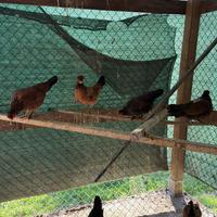 Galline di razza in blocco