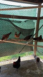 Galline di razza in blocco