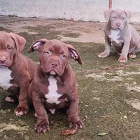 American Bully XL CUCCIOLI