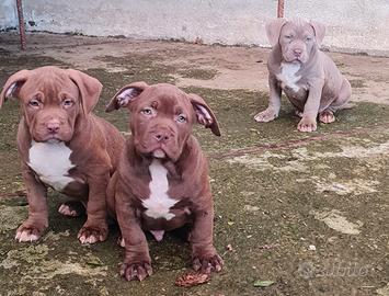 American Bully XL CUCCIOLI