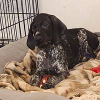 Bracco tedesco (Kurzhaar)