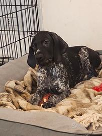 Bracco tedesco (Kurzhaar)