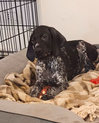 Bracco tedesco (Kurzhaar)