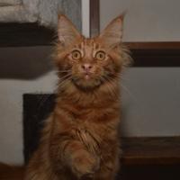 Maine Coon gigante di 5 mesi