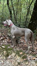 Bracco Weimaraner