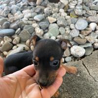 Pincher