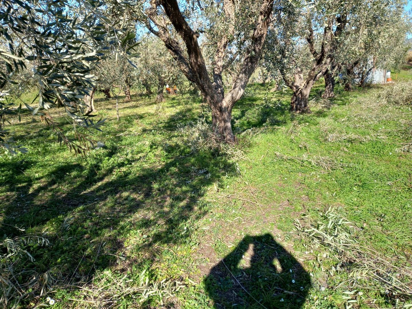Oliveto 44 olivi trentennali - Vista 5
