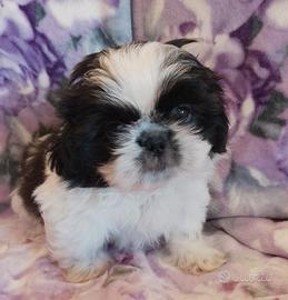 Shih tzu/shih tzu pechinese