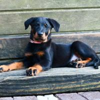 Cucciola PASTORE di BEAUCE femmina nero focata