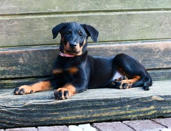 Cucciola PASTORE di BEAUCE femmina nero focata