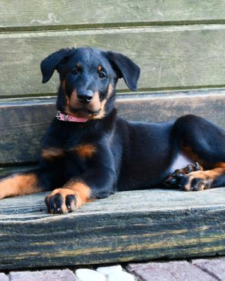Cucciola PASTORE di BEAUCE femmina nero focata