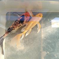 (SCAMBI.O) Pesci d'acqua Fredda