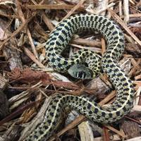 Thamnophis Marcianus