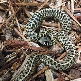 Thamnophis Marcianus