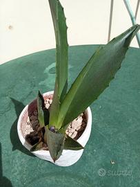 Piantina di Agave 
