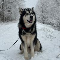 Alaskan malamute disponibile per monta
