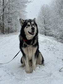 Alaskan malamute disponibile per monta