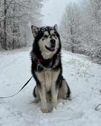 Alaskan malamute disponibile per monta