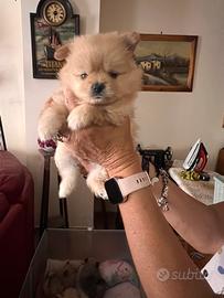 Volpini di Pomerania