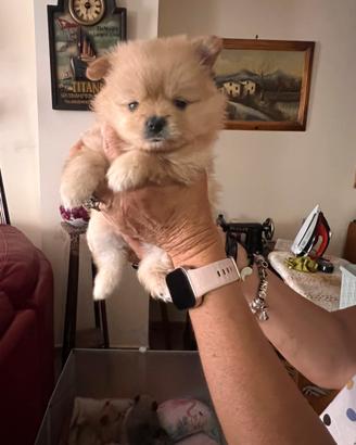 Volpini di Pomerania