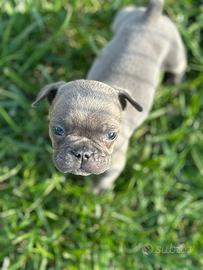Bulldog Francese cuccioli