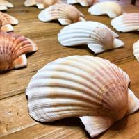 Conchiglia di capesante 