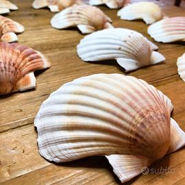 Conchiglia di capesante 