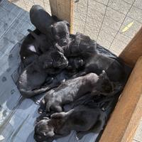 Corso maschio e femmina