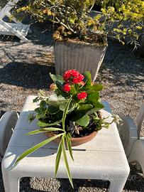 Composizione floreale