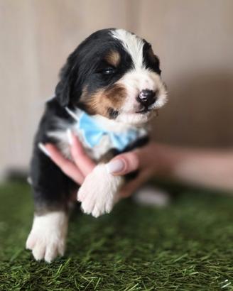Bovaro del Bernese Cuccioli